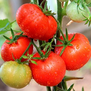 Vétéran de la sélection domestique - tomate de Sibérie à maturation précoce, éprouvée par le temps et appréciée des jardiniers