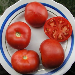 Vétéran de la sélection domestique - tomate de Sibérie à maturation précoce, éprouvée et appréciée des jardiniers