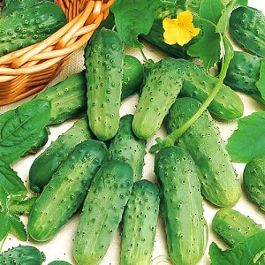 Concombres précoces Cornichons parisiens pour les plus délicieuses préparations hivernales