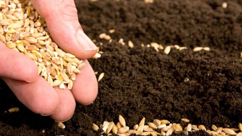 Concombres précoces Cornichons parisiens pour les plus délicieuses préparations hivernales