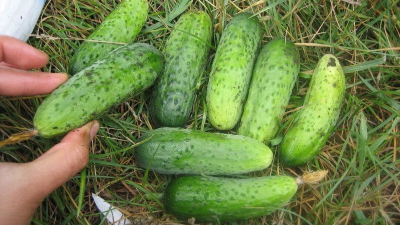 Concombres précoces Cornichons parisiens pour les plus délicieuses préparations hivernales