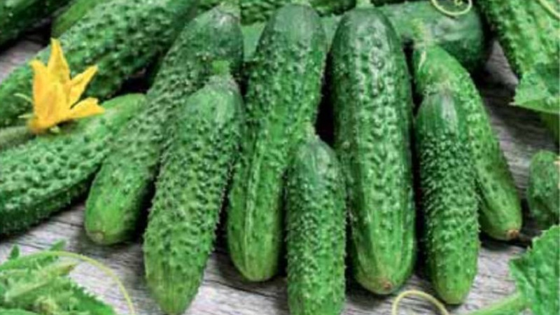 Concombres précoces Cornichons parisiens pour les plus délicieuses préparations hivernales