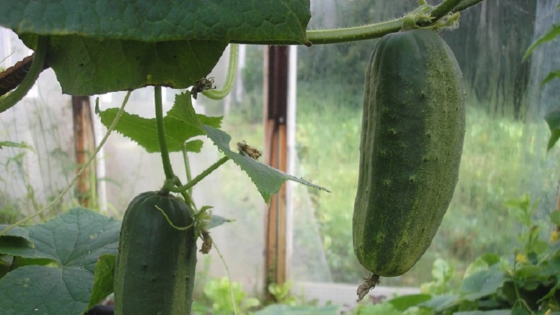 Concombres précoces Cornichons parisiens pour les plus délicieuses préparations hivernales