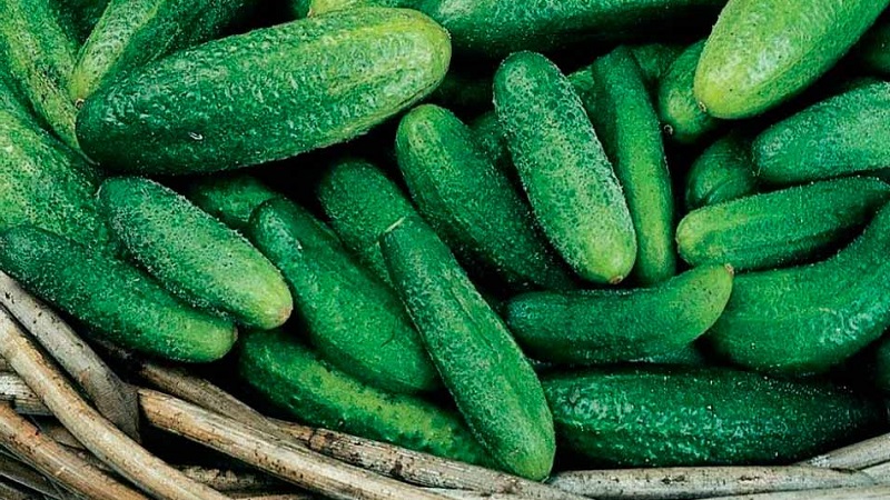Concombres précoces Cornichons parisiens pour les plus délicieuses préparations hivernales