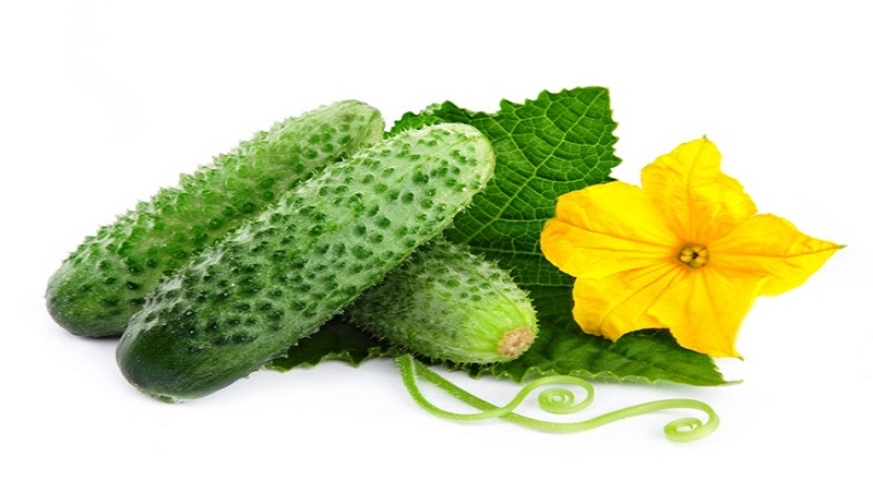 Examen de la variété de concombre Pasamonte: avantages et inconvénients, caractéristiques de la technologie agricole