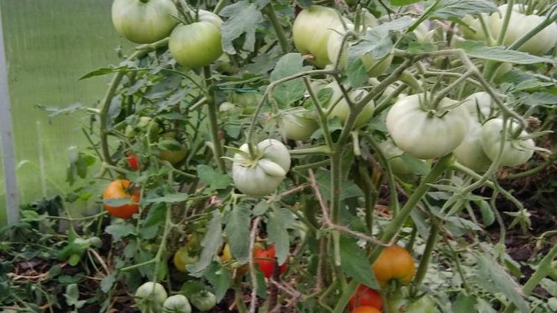 Persistante et peu capricieuse dans les soins, la tomate Sibiryak est idéale pour la culture dans les régions au climat rigoureux