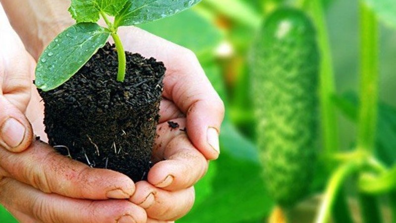 Un hybride précoce de concombres Hector pour terrain dégagé