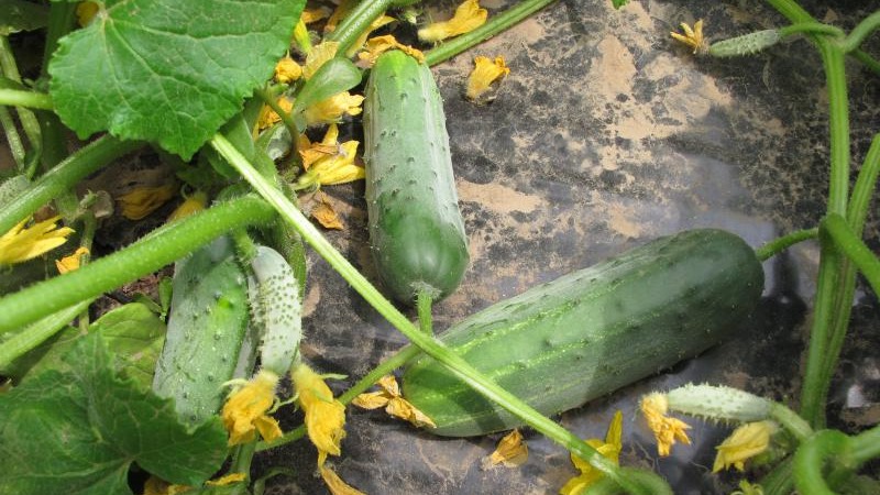 Hybride précoce de concombres Hector pour terrain dégagé