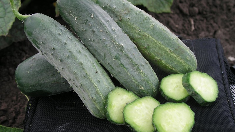 Un hybride précoce de concombres Hector pour terrain dégagé