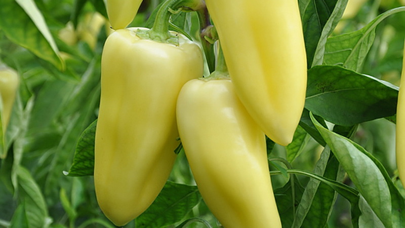 Comment faire pousser des poivrons doux Snowfall sur votre site: instructions étape par étape et avis d'experts