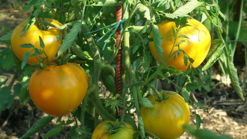 Examen des meilleures variétés de tomates hautes pour terrain découvert: aide au choix et avis des résidents d'été