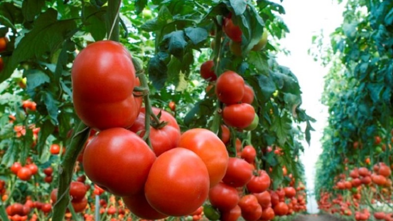 Examen des meilleures variétés de tomates hautes pour terrain découvert: aide au choix et avis des résidents d'été