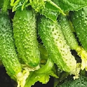 Concombre Shchedryk à maturation précoce et autogame pour la consommation fraîche et les préparations pour l'hiver