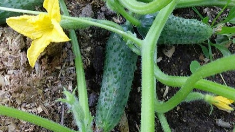 Concombre Shchedryk à maturation précoce et autogame pour la consommation fraîche et les préparations pour l'hiver