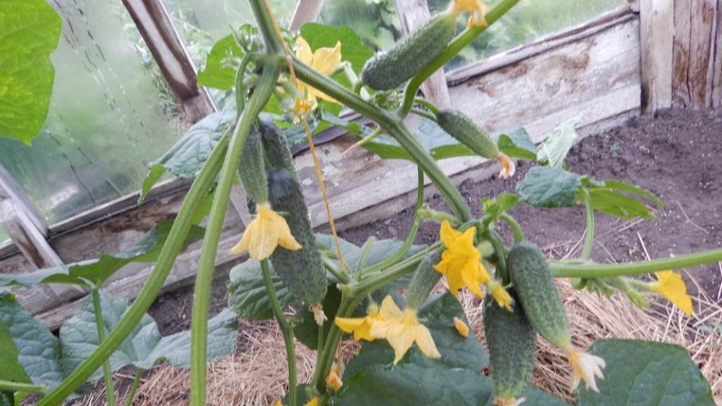 Concombre Shchedryk à maturation précoce et autogame pour la consommation fraîche et la récolte pour l'hiver