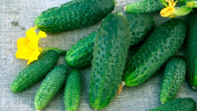 Concombre Shchedryk à maturation précoce et autogame pour la consommation fraîche et la récolte pour l'hiver