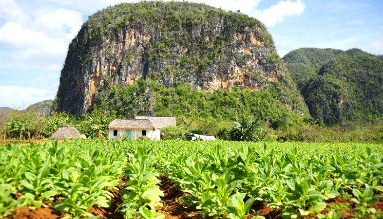 Qu'est-ce que le tabac, son origine, sa culture et son utilisation