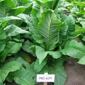 Qu'est-ce que le tabac, son origine, sa culture et son utilisation