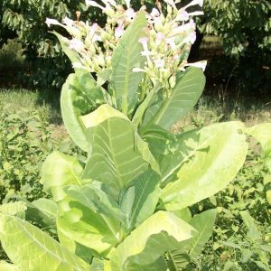 Qu'est-ce que le tabac, son origine, sa culture et son utilisation