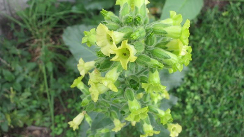 Qu'est-ce que le tabac, son origine, sa culture et son utilisation