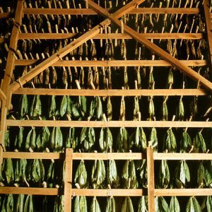 Qu'est-ce que le tabac, son origine, sa culture et son utilisation