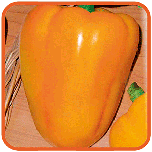 Comment faire pousser du poivre Bogdan sur votre site: un aperçu et les secrets pour obtenir une récolte riche