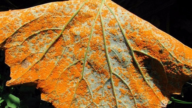 Jeune hybride de concombres allemands pour les serres et les terrains ouverts