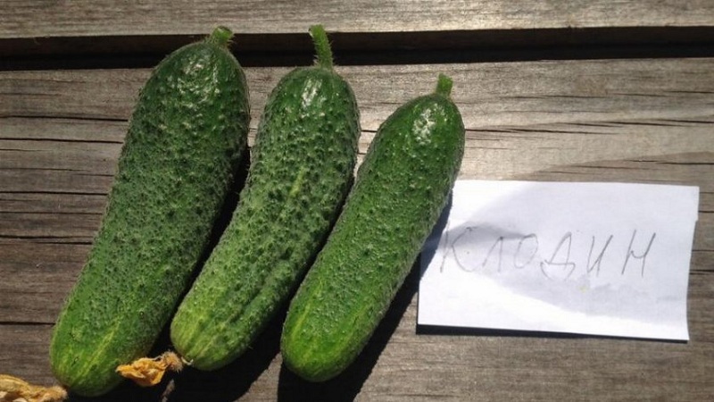 Claudine F1 hybride de concombre parthénocarpique des éleveurs néerlandais