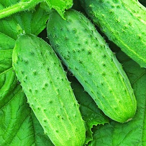 Variété de concombre de mi-saison Concurrent avec un bon rendement et des conditions de croissance faciles