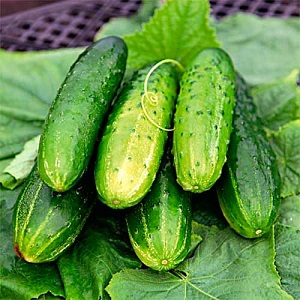 Variété de concombre de mi-saison Concurrent avec un bon rendement et des conditions de croissance faciles