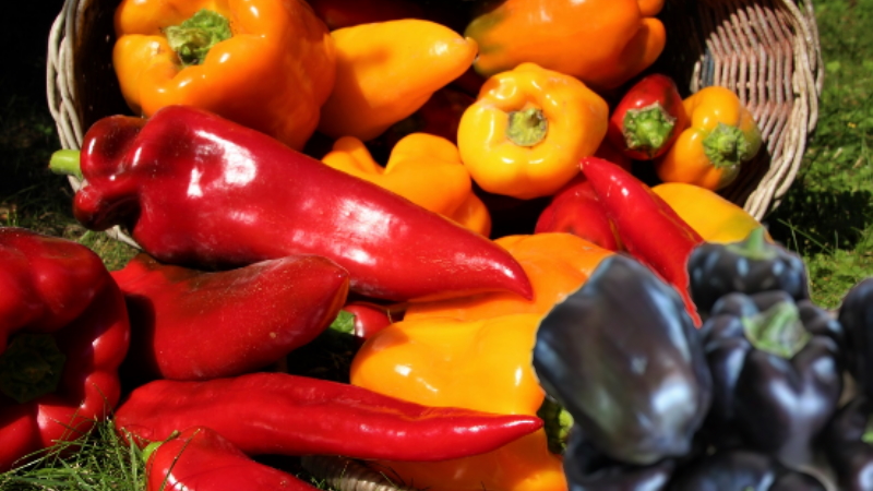 Comment récolter les graines de poivre à la maison: instructions pour la bonne récolte des graines