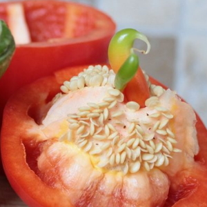 Comment récolter les graines de poivre à la maison: instructions pour la bonne récolte des graines