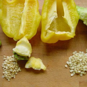 Comment récolter les graines de poivre à la maison: instructions pour la bonne récolte des graines