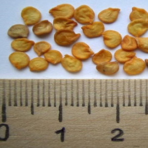 Comment récolter les graines de poivre à la maison: instructions pour la bonne récolte des graines