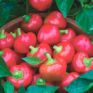 Une variété de poivre Kolobok éprouvée avec une forme inhabituelle et un goût excellent