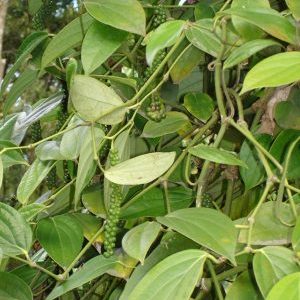 Comment le poivre noir pousse, ses avantages et ses inconvénients, les portées