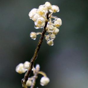 Comment le poivre noir pousse, ses avantages et ses inconvénients, les portées
