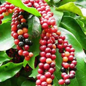 Comment le poivre noir pousse, ses avantages et ses inconvénients, les portées