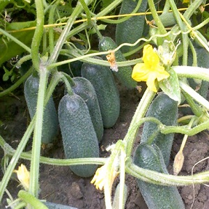 Concombres juteux Adam avec un goût sucré délicat des éleveurs néerlandais