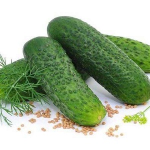 Concombres juteux Adam avec un goût sucré délicat des éleveurs néerlandais