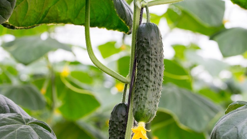 Concombres juteux Adam avec un goût sucré délicat des éleveurs néerlandais