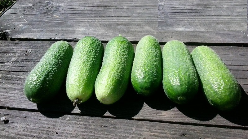 Concombres juteux Adam avec un goût sucré délicat des éleveurs néerlandais