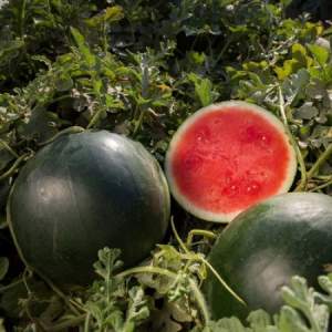 Pourquoi la variété de pastèque Ikar est-elle bonne et pourquoi elle vaut la peine d'être cultivée