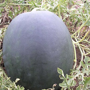 Pourquoi la variété de pastèque Ikar est-elle bonne et pourquoi elle vaut la peine d'être cultivée