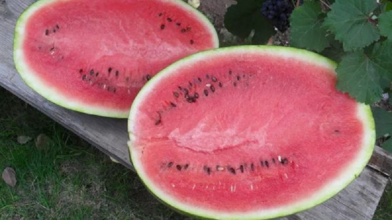 Pourquoi la variété de pastèque Ikar est-elle bonne et pourquoi elle vaut la peine d'être cultivée