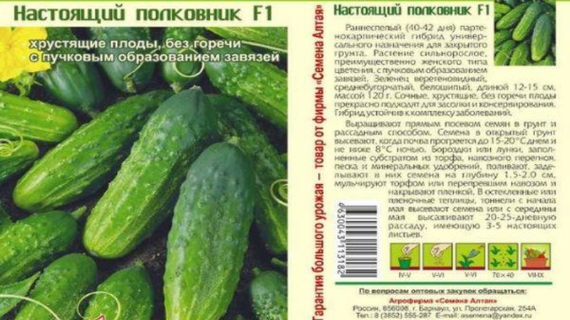 Une variété universelle de concombres Un vrai colonel, aimé de nombreux estivants