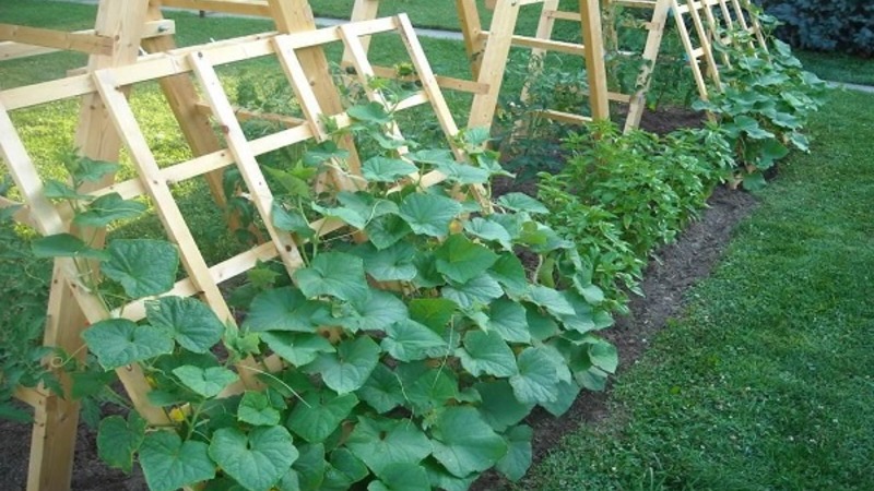 Une variété universelle de concombres Un vrai colonel, aimé de nombreux estivants