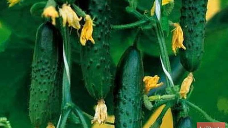 Une variété universelle de concombres Un vrai colonel, aimé de nombreux estivants