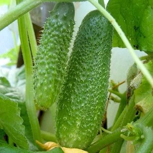 Hybride précoce de concombres Connie f1, résistant aux conditions météorologiques et aux maladies