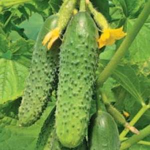 Le concombre Othello éprouvé et apprécié des éleveurs néerlandais